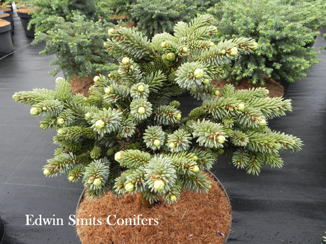 Picea jezoensis 'Schirrmann' (‘Saphir’)
